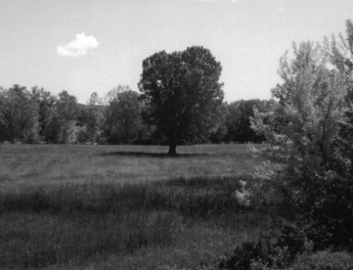 Little Bighorn 7th Cavalry Horse Holders Area in the Timber