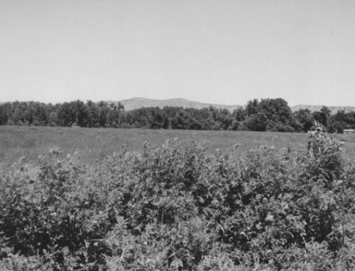 View of the Timberline